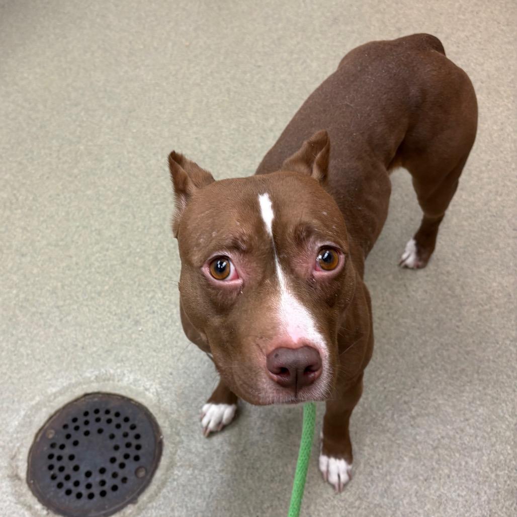 Coco - IN FOSTER, Adoptable, Adult Female Mixed Breed.