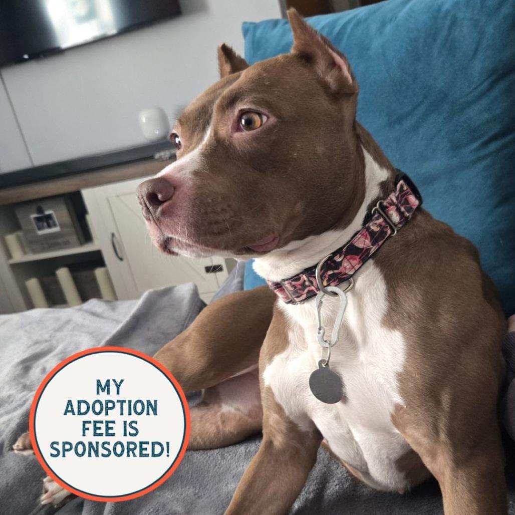 Enlarge Coco - IN FOSTER, a Adoptable Mixed Breed in Birdsboro, PA image 2/6