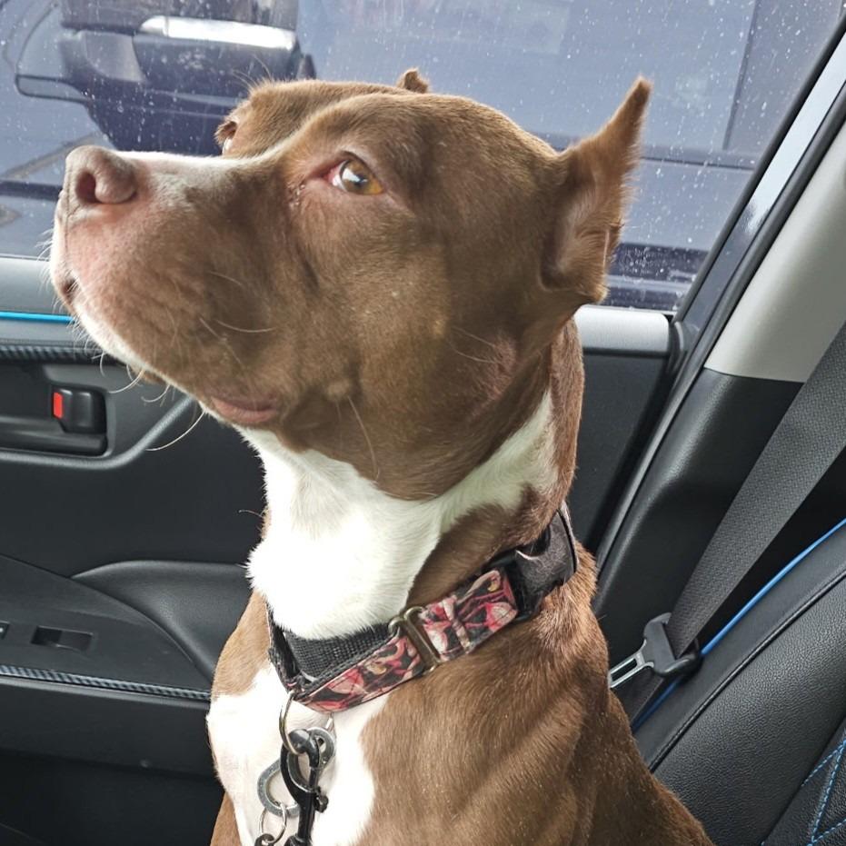 Enlarge Coco - IN FOSTER, a Adoptable Mixed Breed in Birdsboro, PA image 3/6