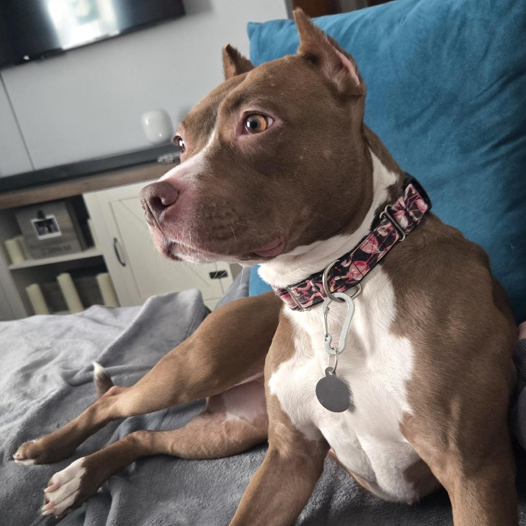 Enlarge Coco - IN FOSTER, a Adoptable Mixed Breed in Birdsboro, PA image 4/6