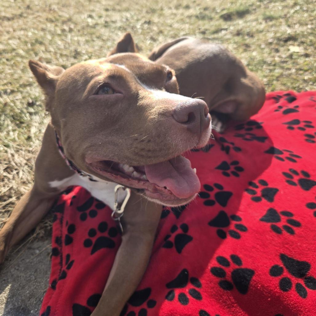 Enlarge Coco - IN FOSTER, a Adoptable Mixed Breed in Birdsboro, PA image 5/6