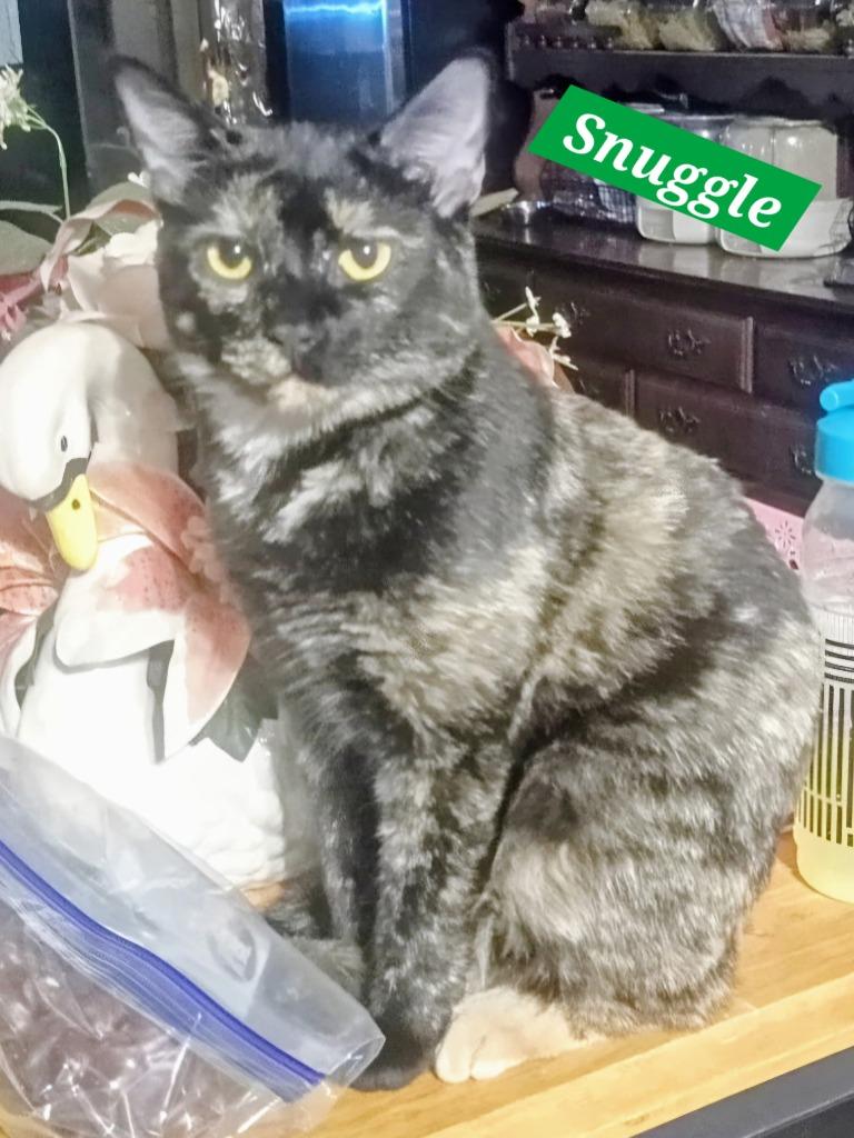 Enlarge Snuggles, a Adoptable mixed breed in Manchester, TN image 1/1