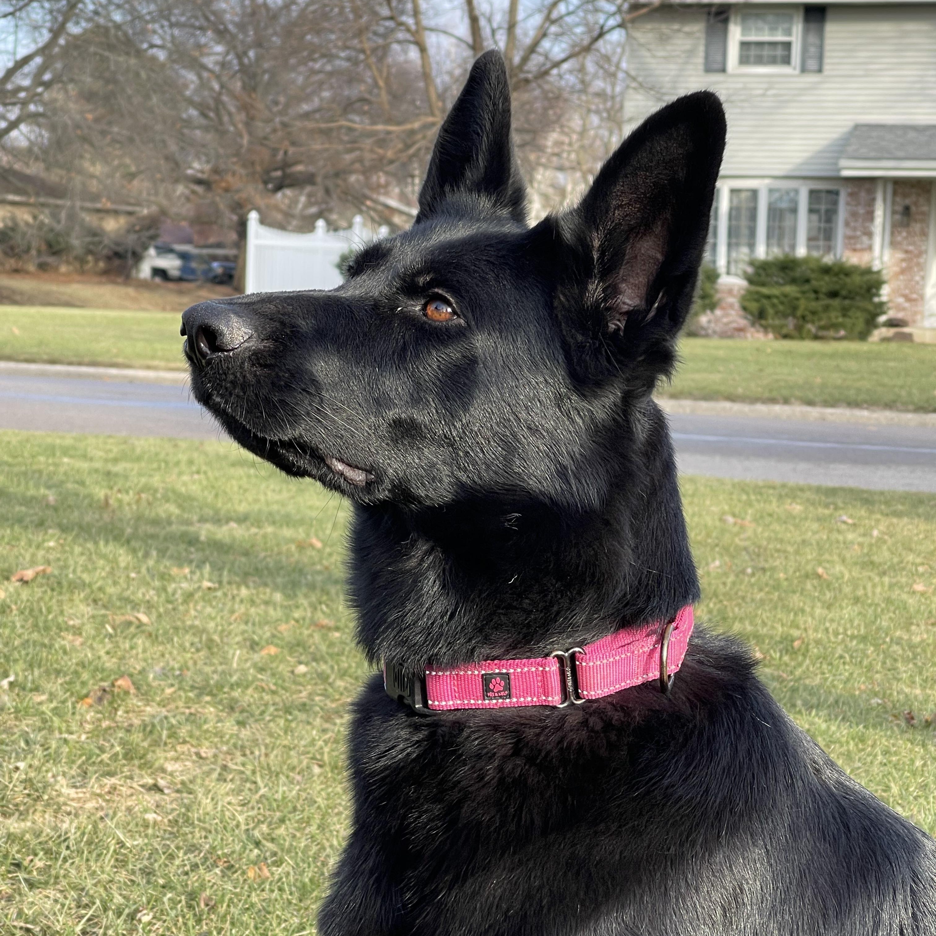 KOVA, ADOPTABLE, Adult Female German Shepherd Dog.