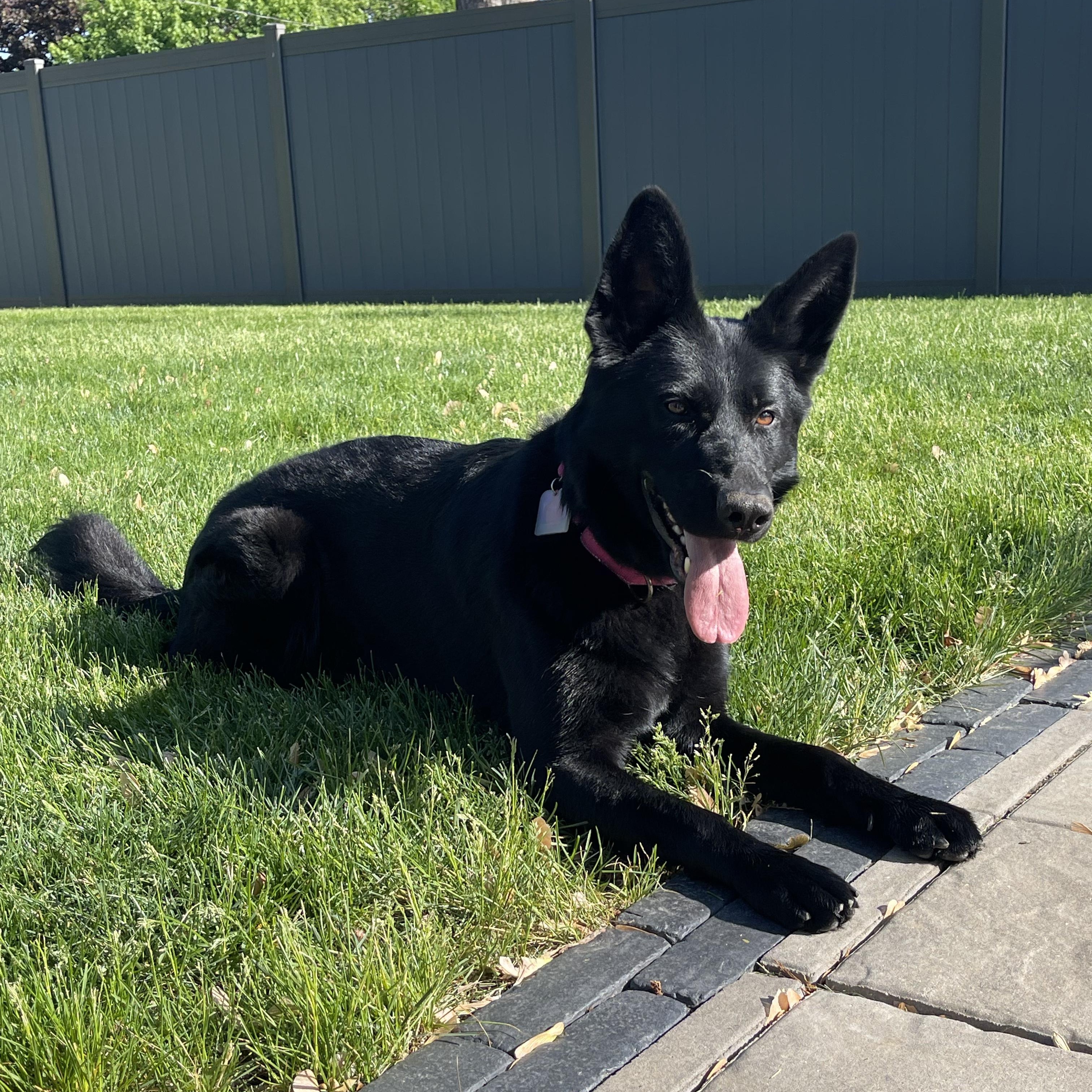 Enlarge KOVA, a ADOPTABLE German Shepherd Dog in Evansville, WI image 3/3