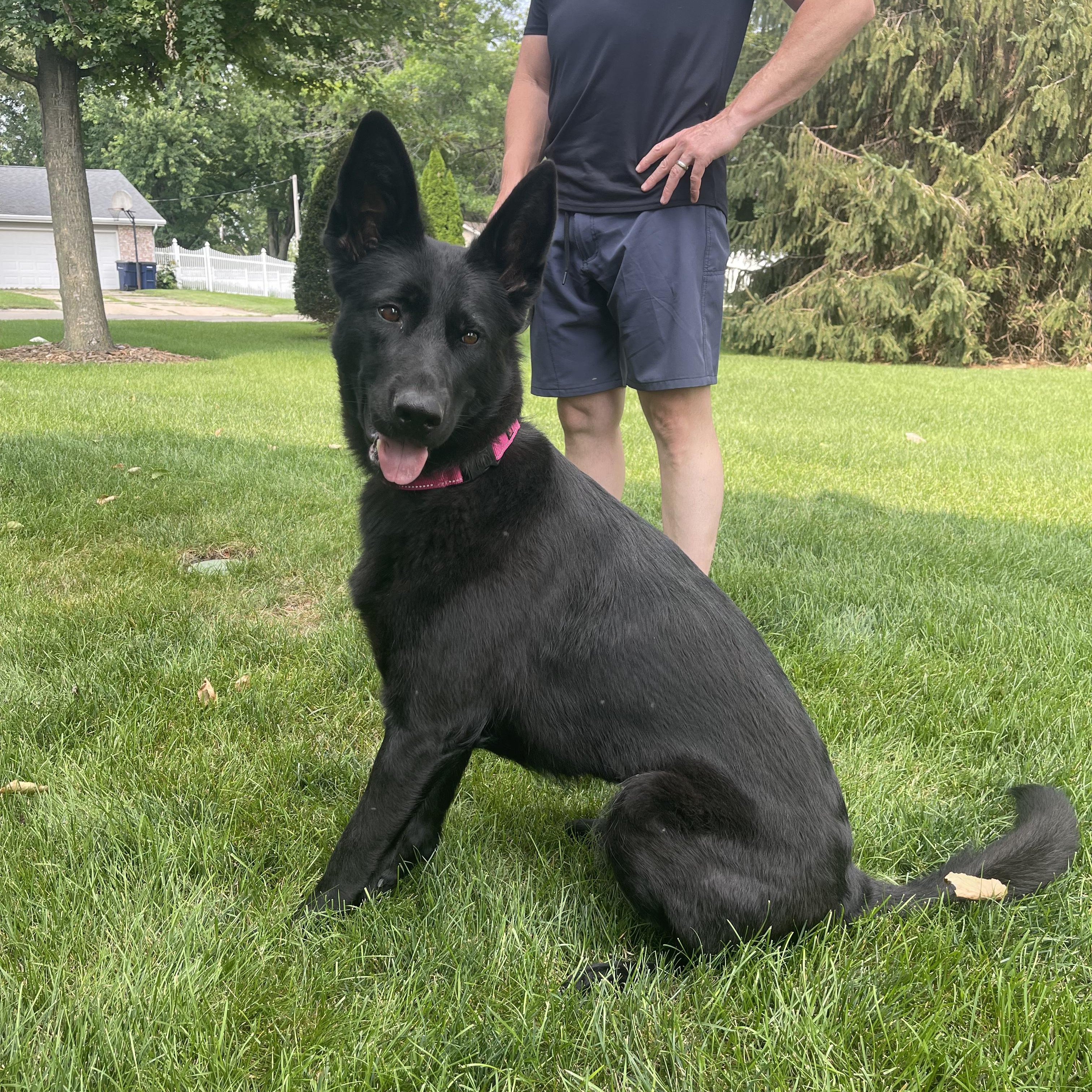 Enlarge KOVA, a ADOPTABLE German Shepherd Dog in Evansville, WI image 2/3