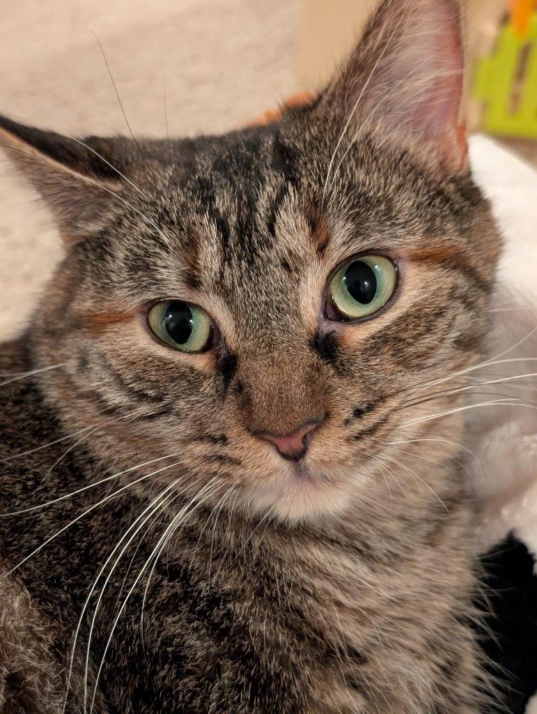 Enlarge Masala, a Adoptable mixed breed in Cumming, GA image 2/3