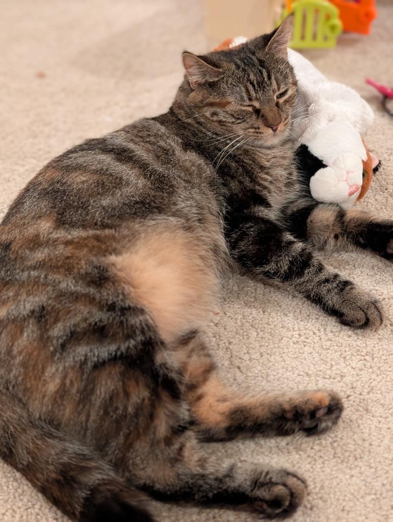 Masala, Adoptable, Young Female Domestic Short Hair.