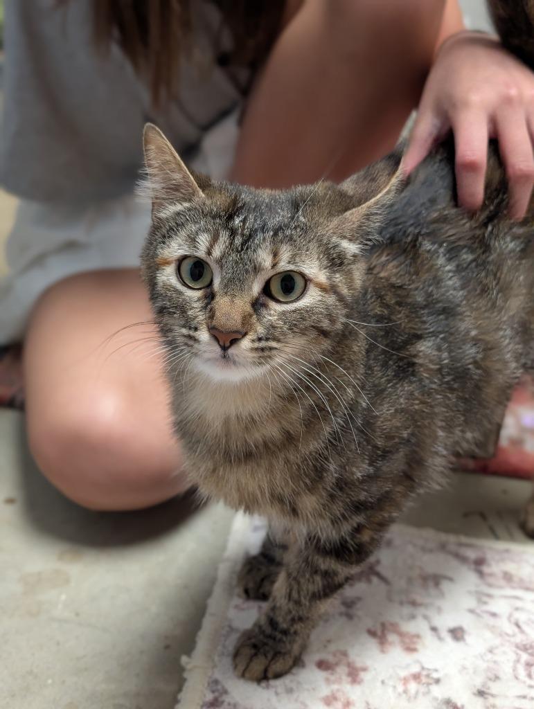 Enlarge Masala, a Adoptable mixed breed in Cumming, GA image 3/3