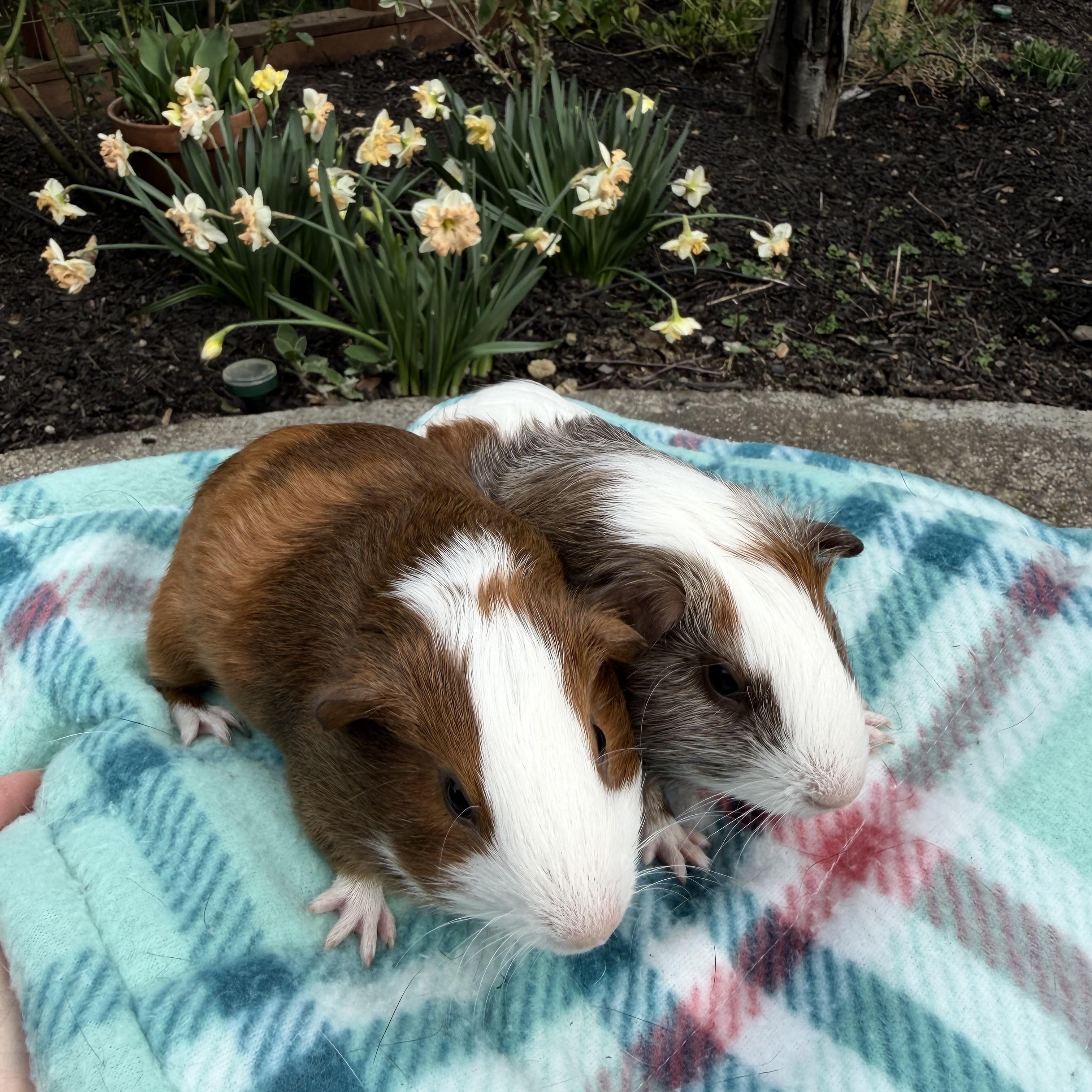 Enlarge Weasely and Harley, a ADOPTABLE Guinea Pig in Walnut Grove, CA image 1/1