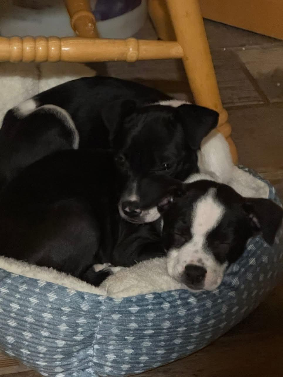 Enlarge Juno, an adopted mixed breed in Riverdale, NJ image 5/5