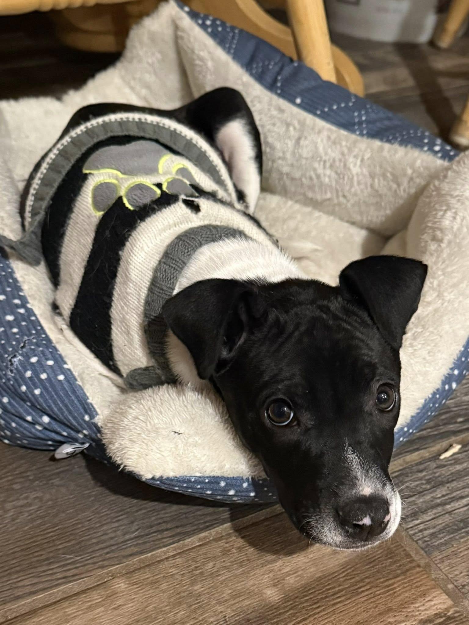 Enlarge Juno, an adopted mixed breed in Riverdale, NJ image 3/5