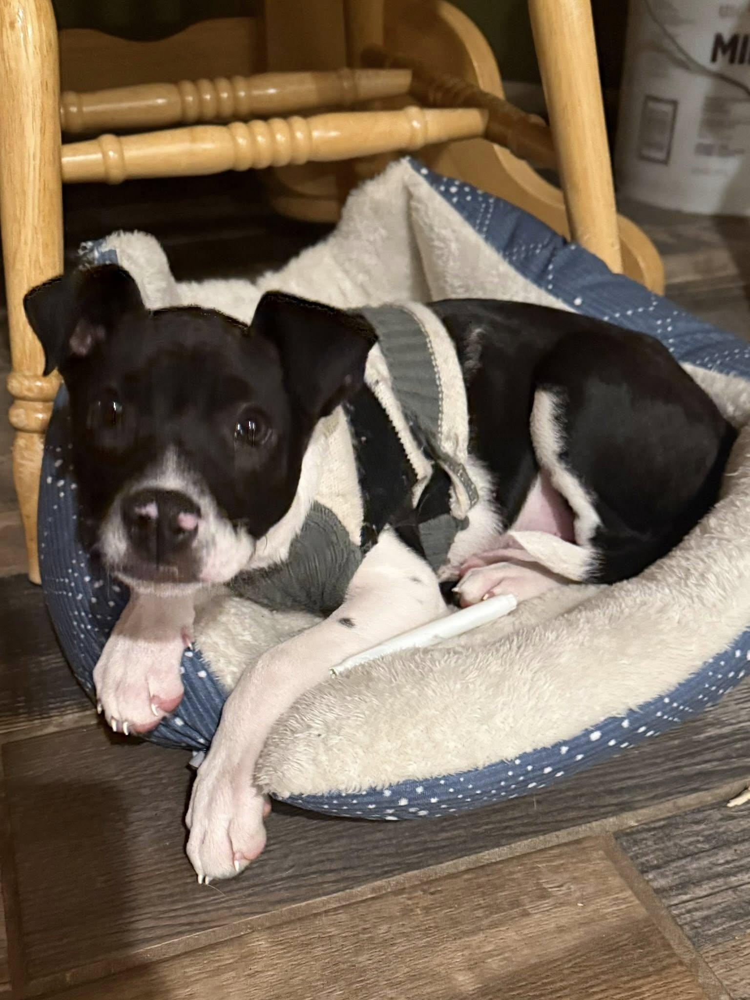 Enlarge Juno, an adopted mixed breed in Riverdale, NJ image 2/5