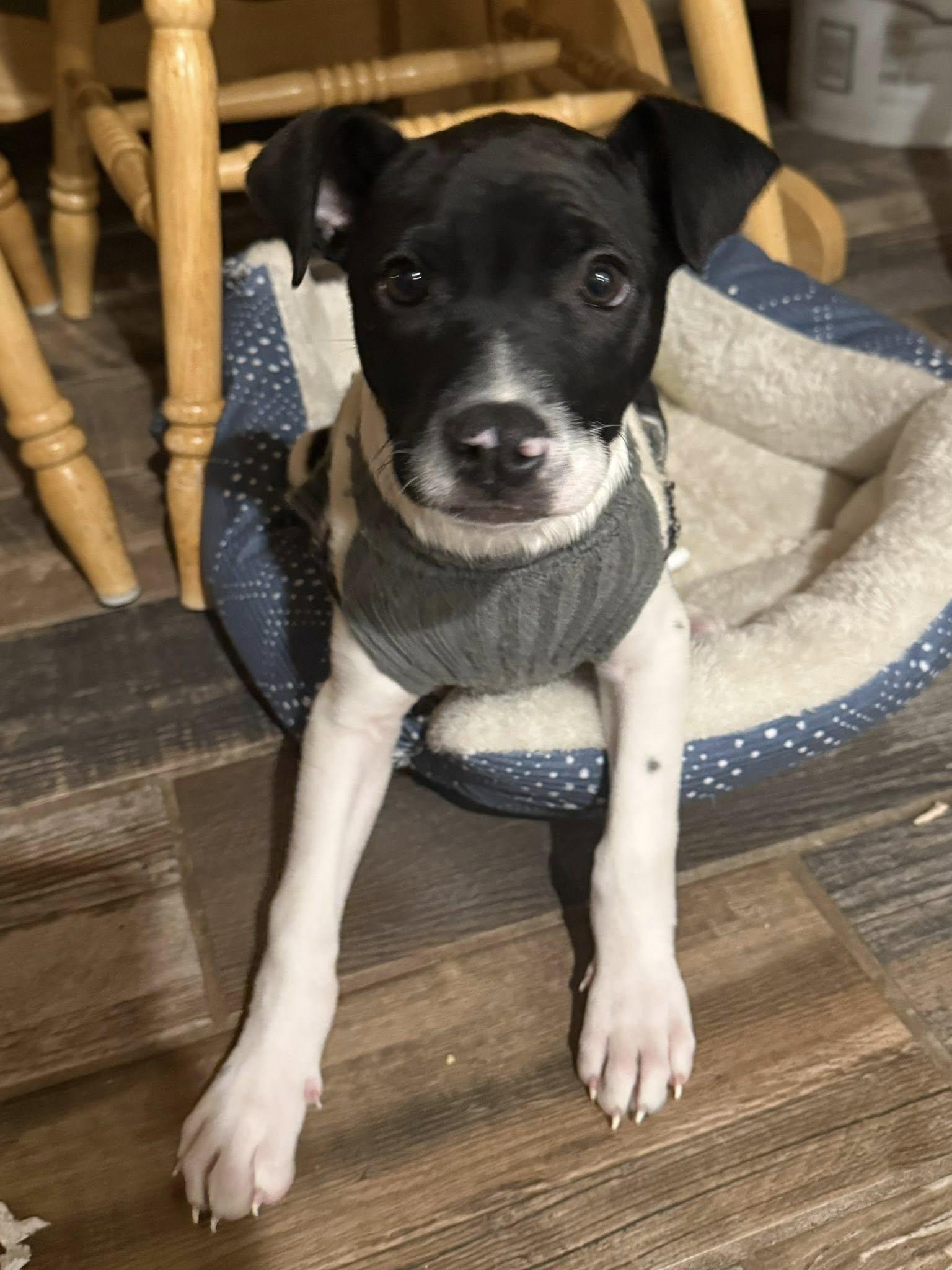 Enlarge Juno, an adopted mixed breed in Riverdale, NJ image 1/5