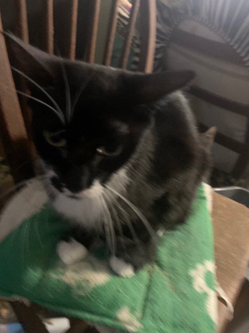 Dora, Adoptable, Adult Female Domestic Short Hair.