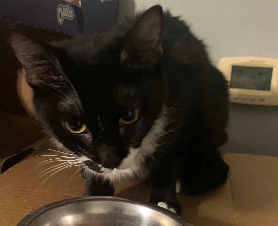 Enlarge Dora, a Adoptable Domestic Short Hair in Mabank, TX image 2/2