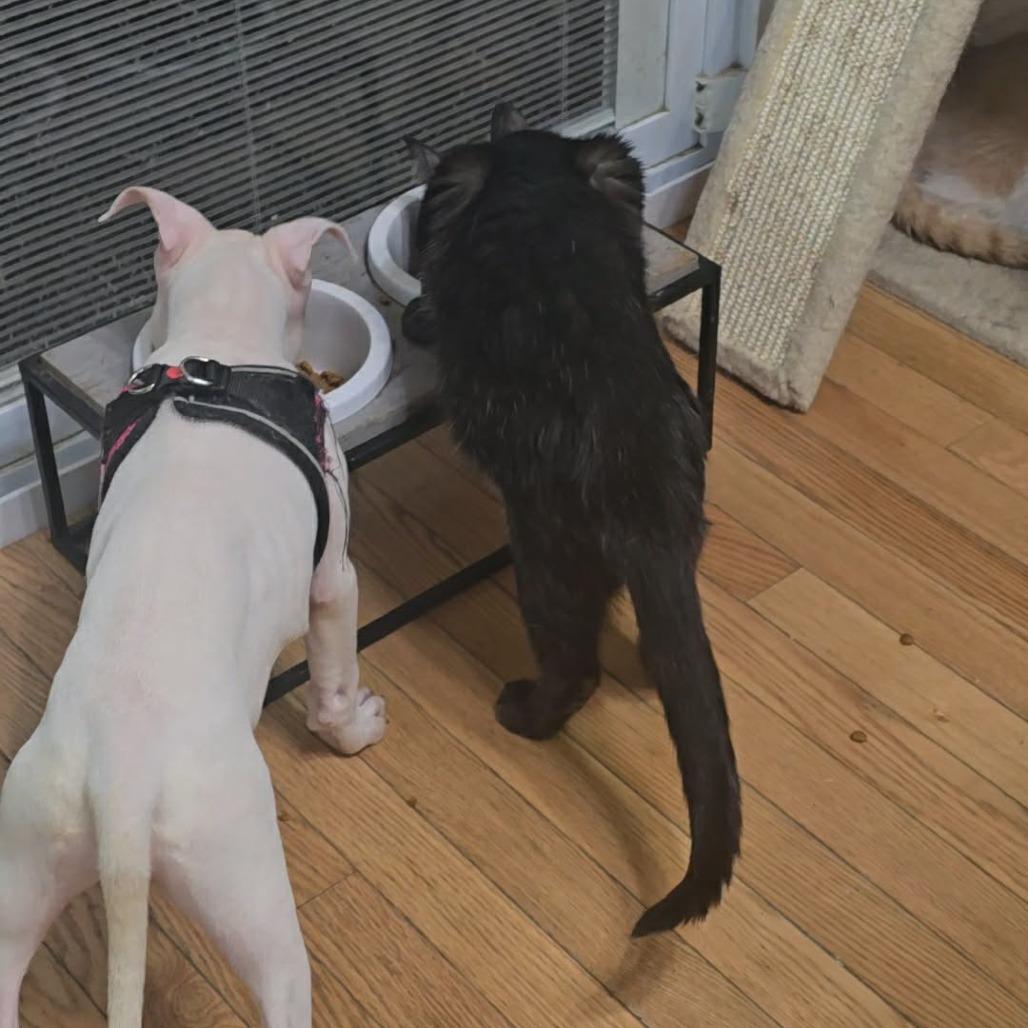 Rory, Adoptable, Puppy Female Pit Bull Terrier.