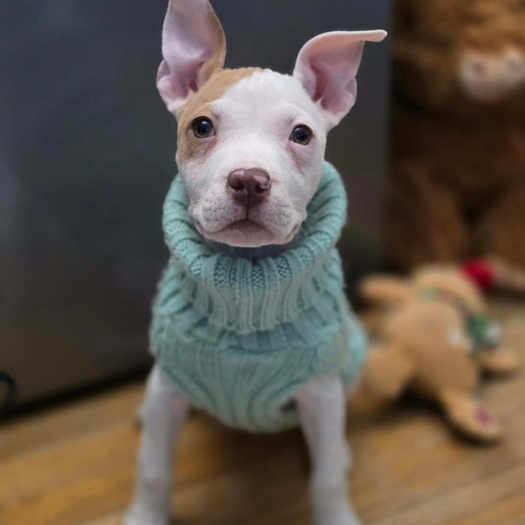 Enlarge Rory, a Adoptable Pit Bull Terrier in Jarrettsville, MD image 2/6