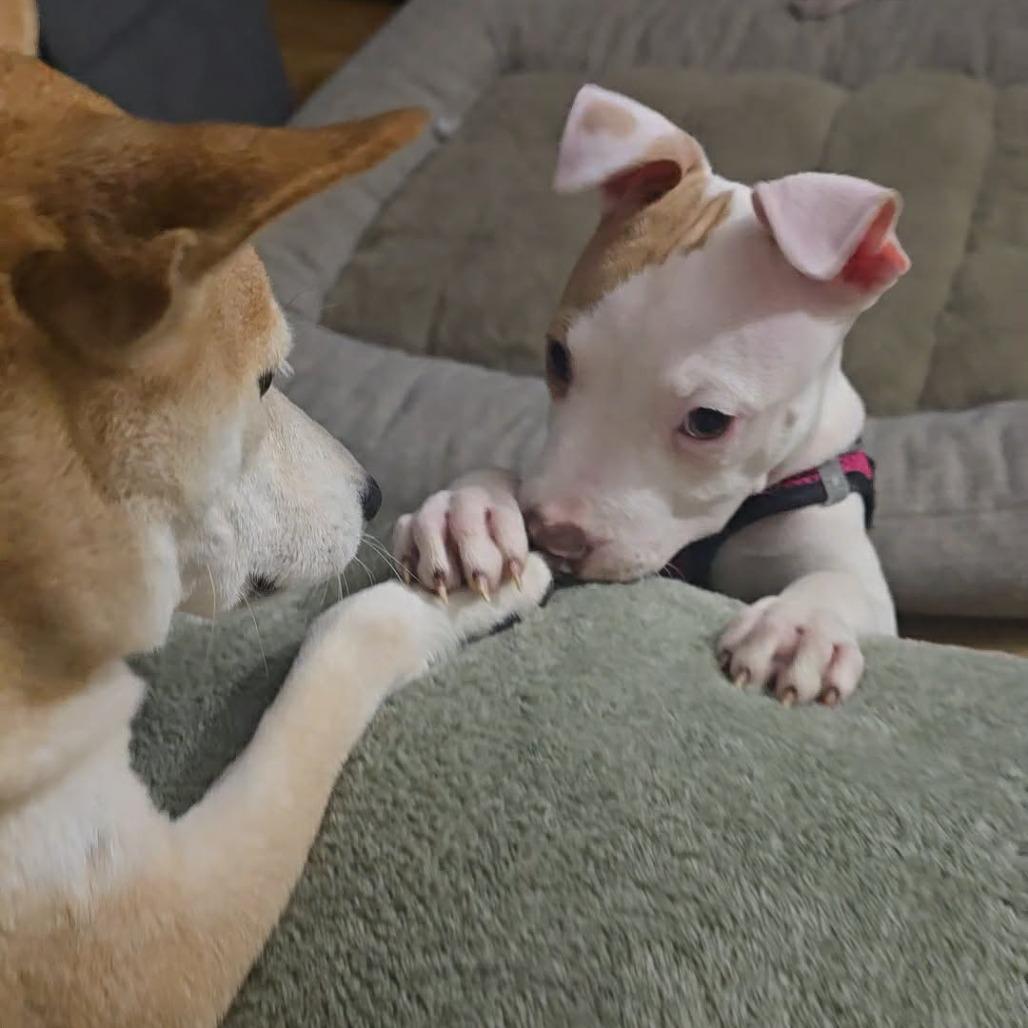 Enlarge Rory, a Adoptable Pit Bull Terrier in Jarrettsville, MD image 3/6