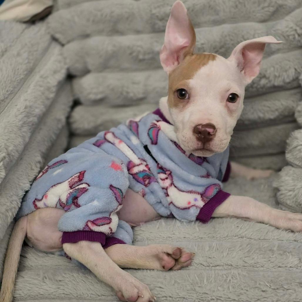 Enlarge Rory, a Adoptable Pit Bull Terrier in Jarrettsville, MD image 5/6