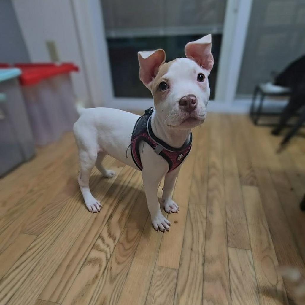 Enlarge Rory, a Adoptable Pit Bull Terrier in Jarrettsville, MD image 6/6