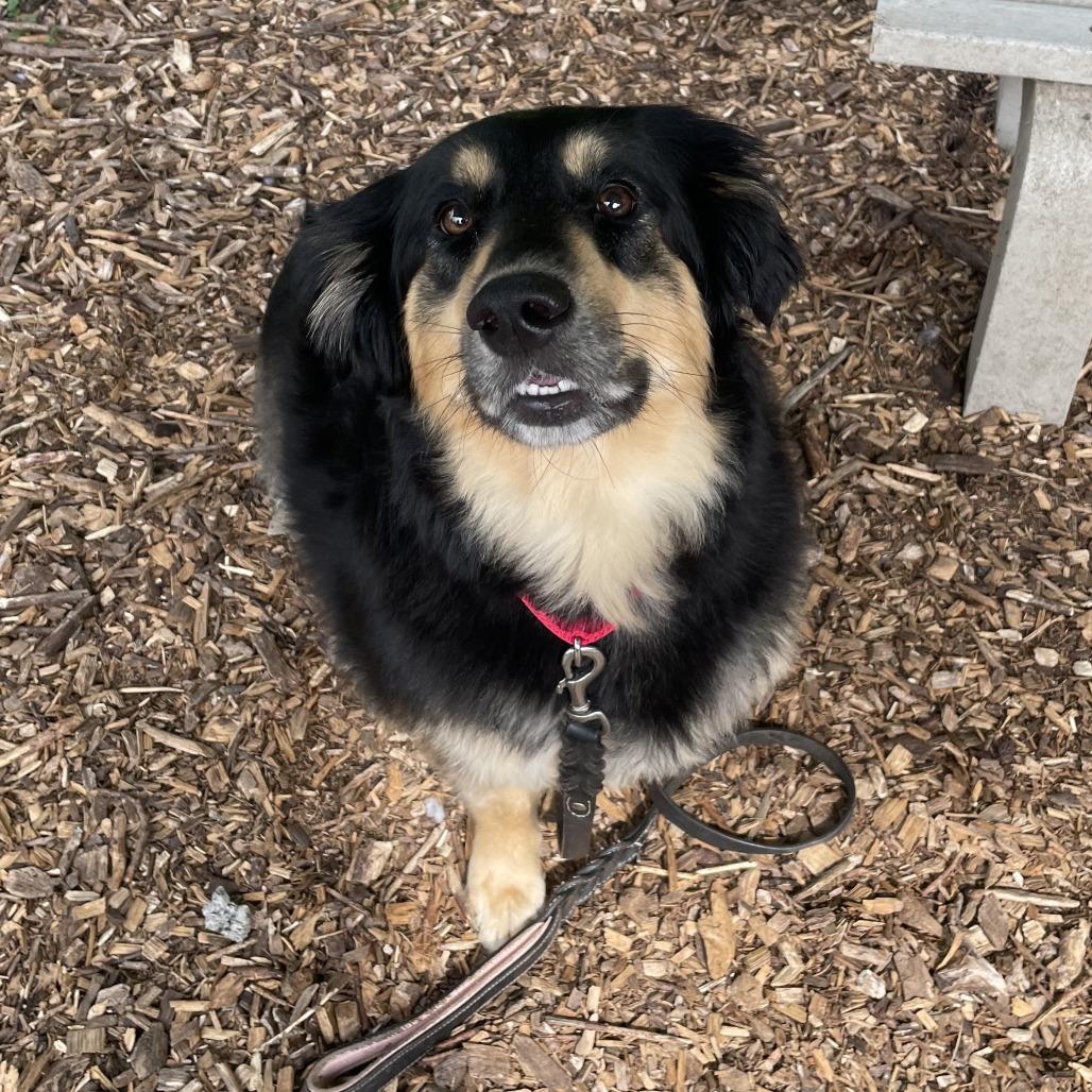 Mindy, Adoptable, Adult Female Mixed Breed.