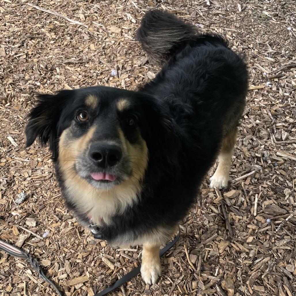 Enlarge Mindy, a Adoptable Mixed Breed in Briarcliff Manor, NY image 2/3