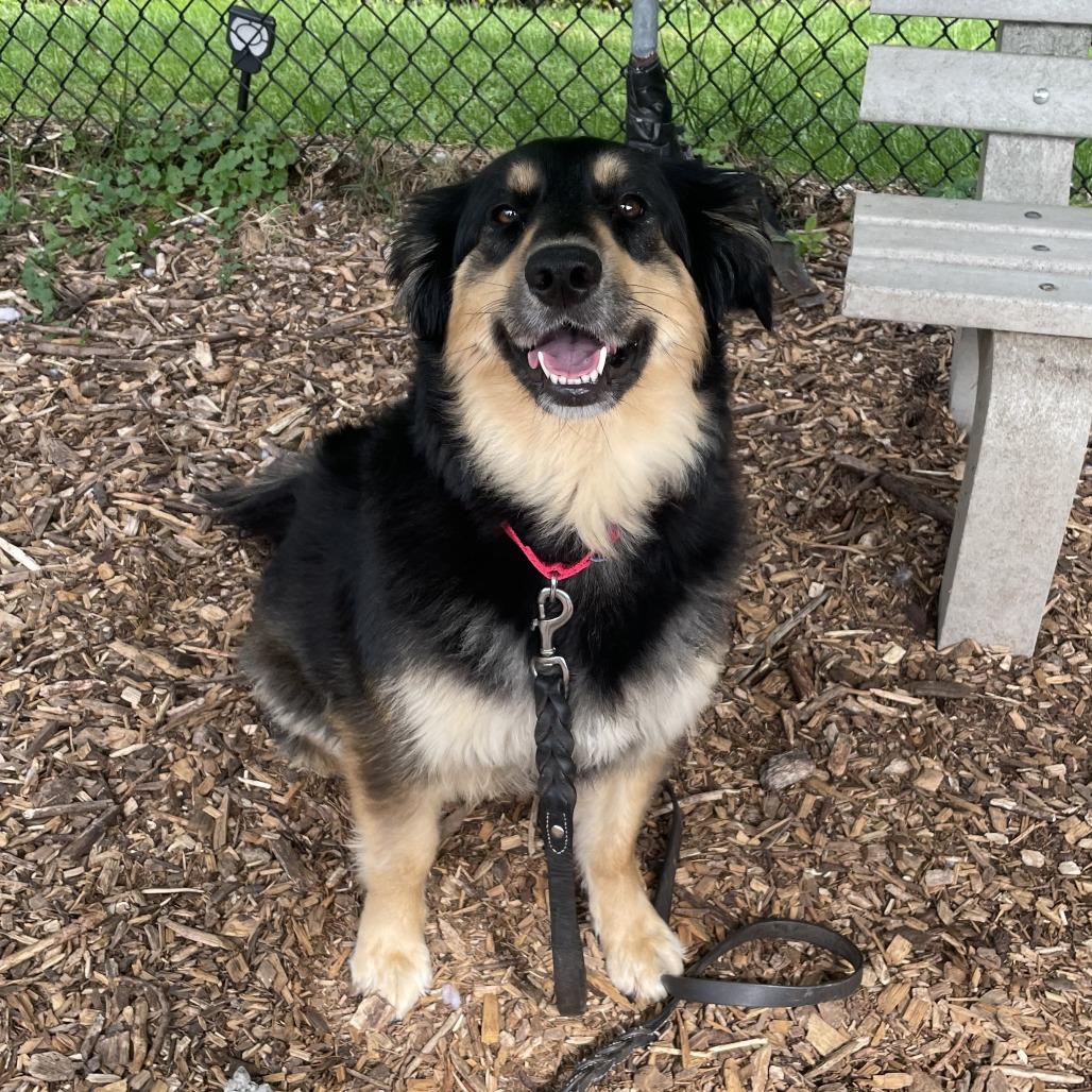Enlarge Mindy, a Adoptable Mixed Breed in Briarcliff Manor, NY image 3/3