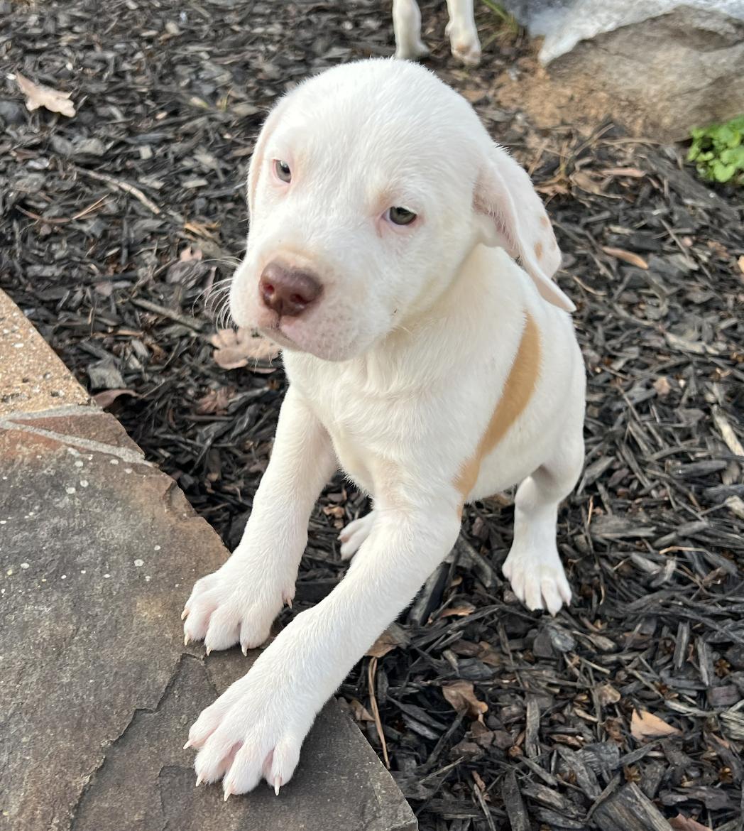 Enlarge Montey, a ADOPTABLE mixed breed in Leesburg, VA image 4/6