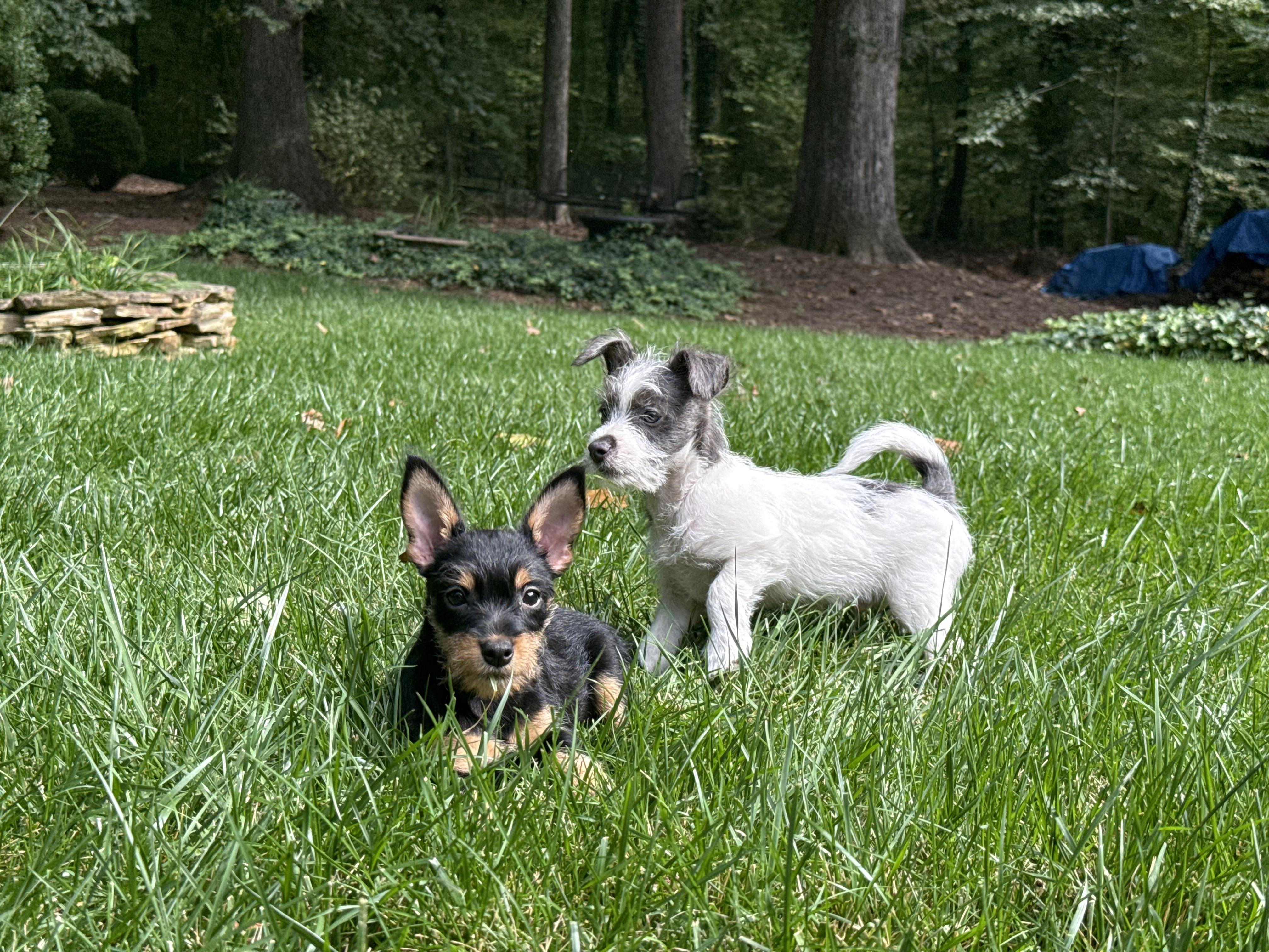 Pinky, Adopted, Puppy Female Miniature Schnauzer & Yorkshire Terrier.