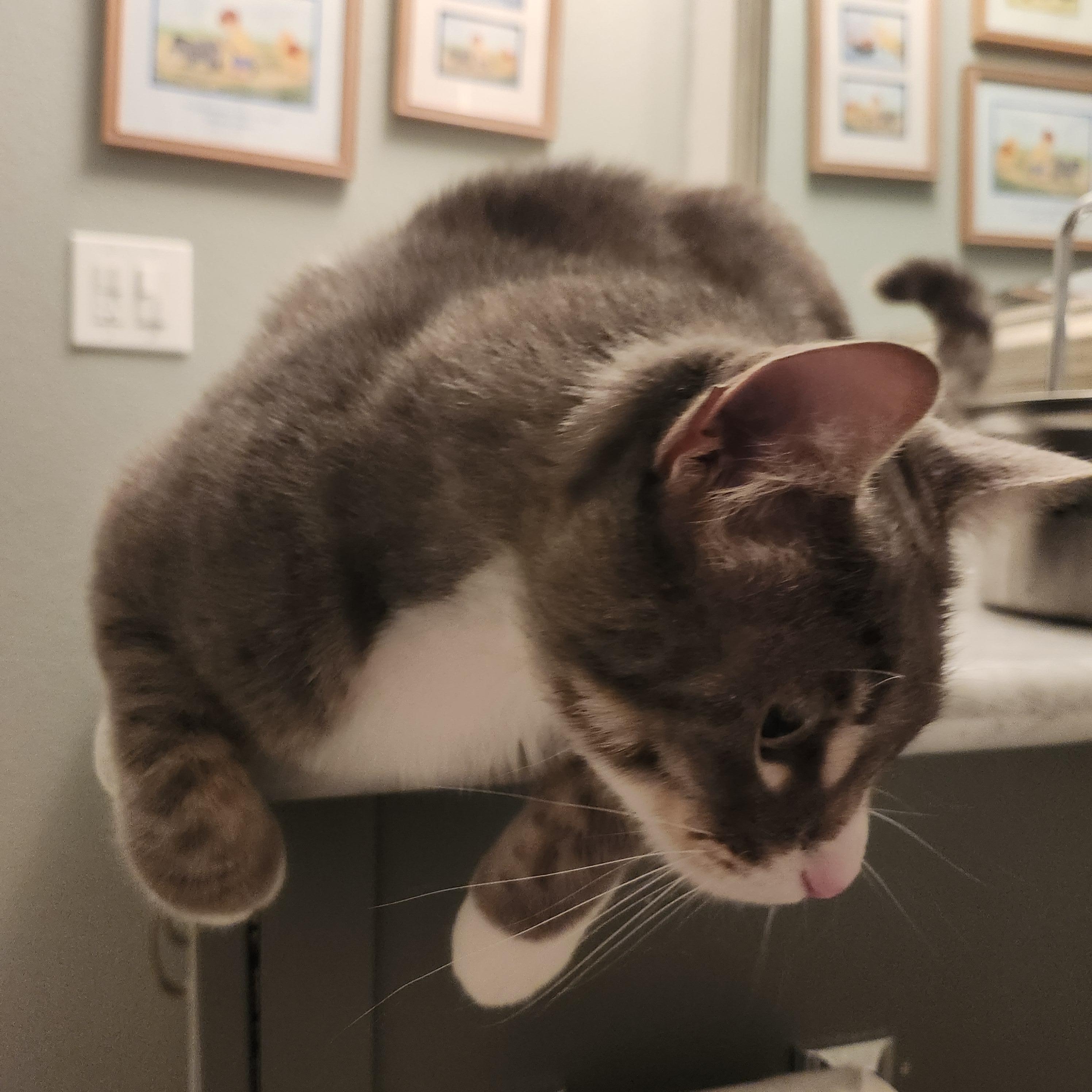 Baloo, a Adopted American Shorthair in Kirkland, WA image 1/3