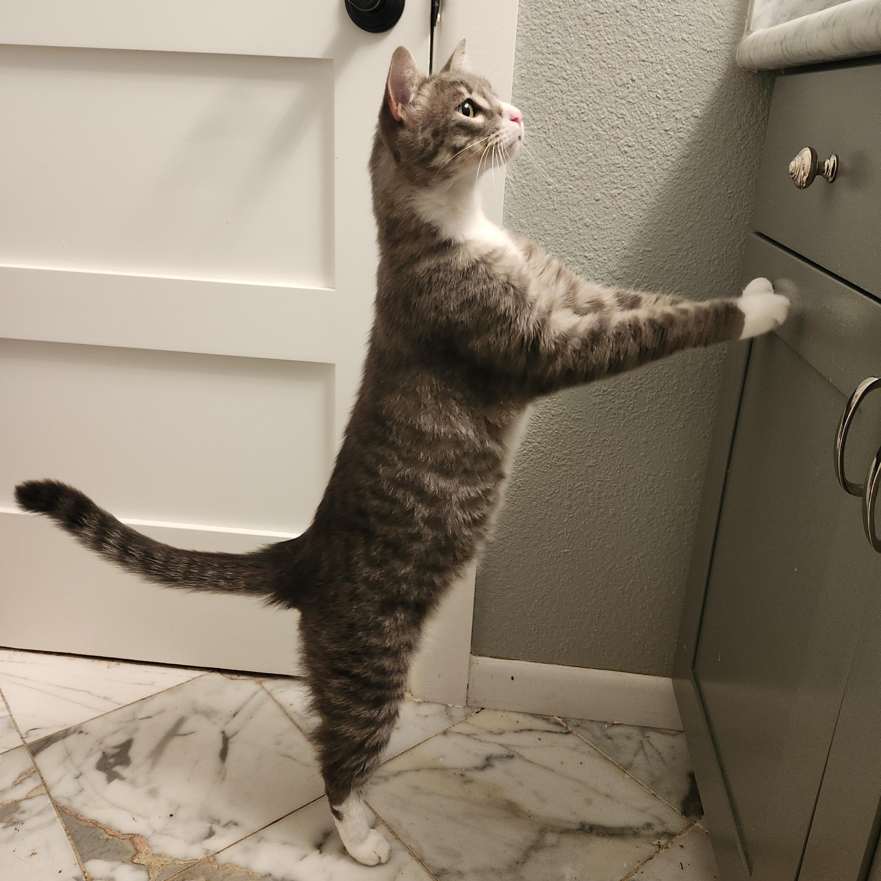 Baloo, a Adopted American Shorthair in Kirkland, WA image 2/3