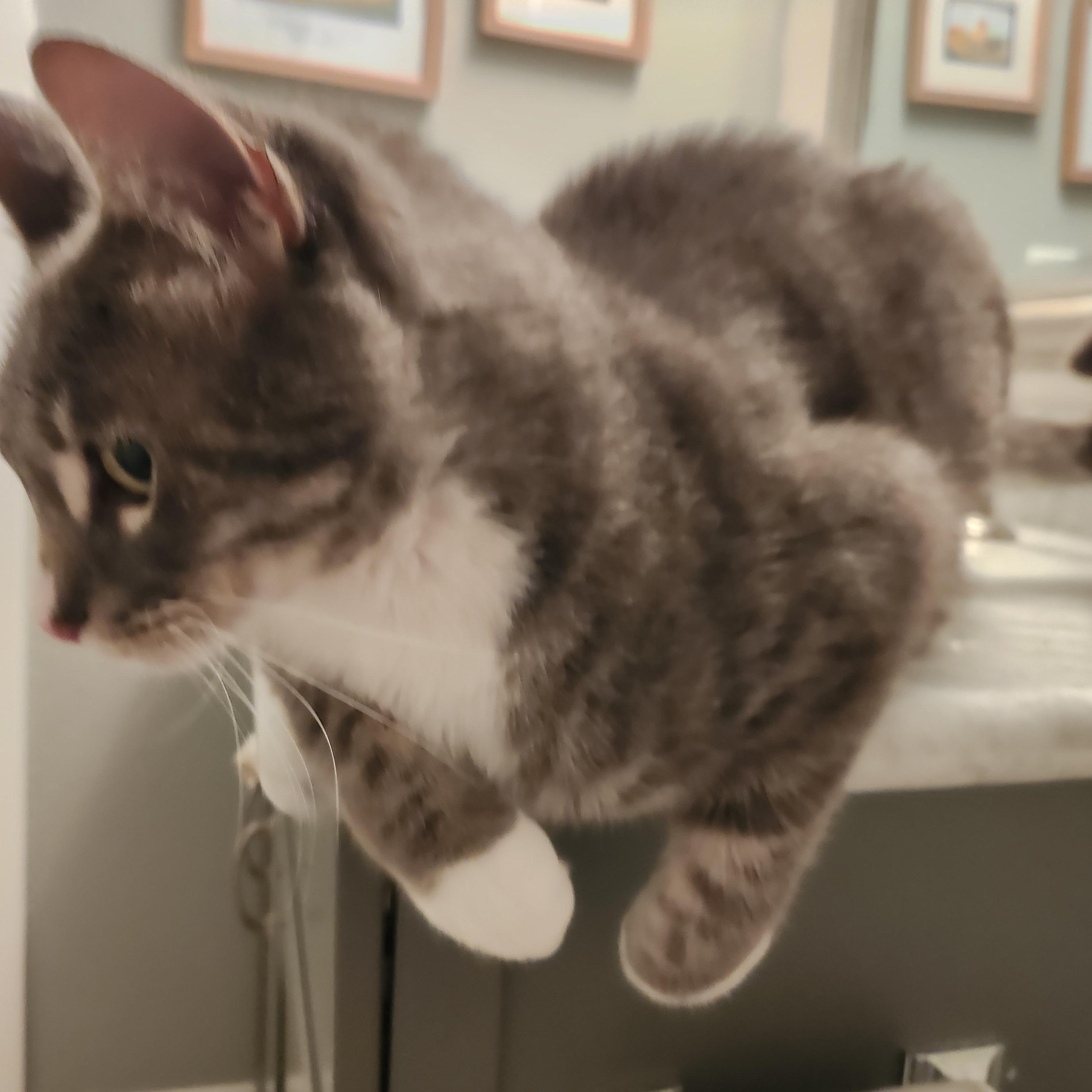 Baloo, a Adopted American Shorthair in Kirkland, WA image 3/3