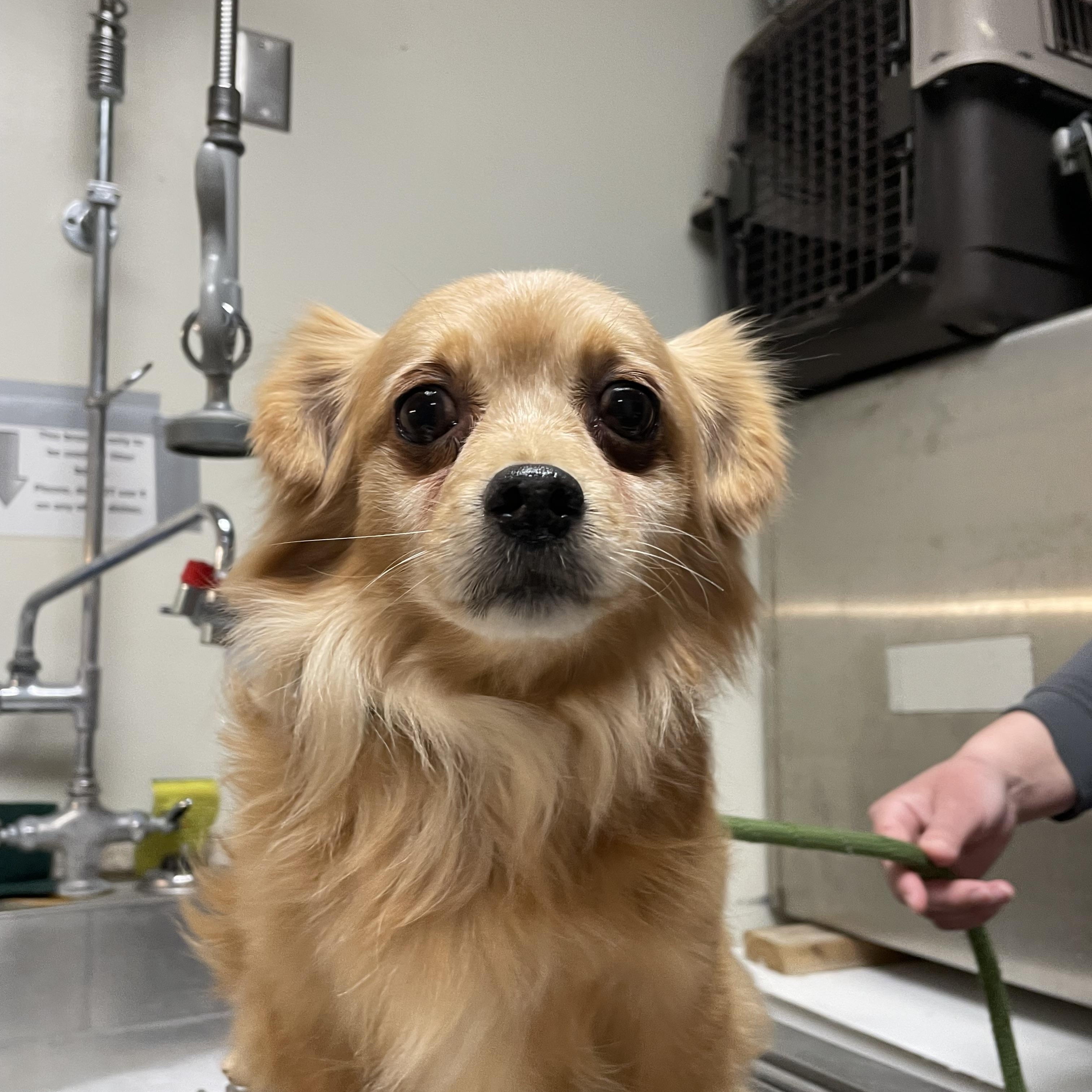 Tobey, adopted, Senior Male Chihuahua.