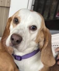 Enlarge Gravy, an adopted Beagle in Atco, NJ image 1/1