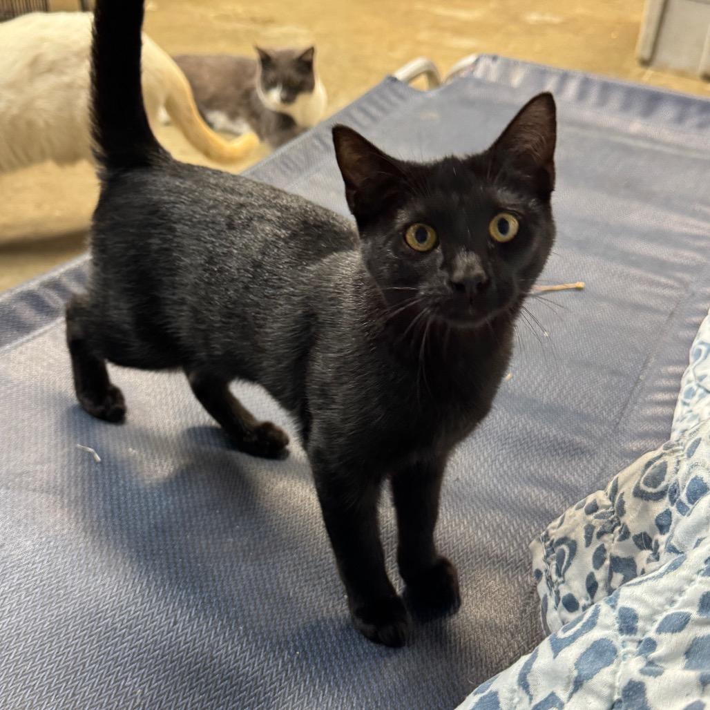 Ressler, Adoptable, Kitten Male Domestic Short Hair.