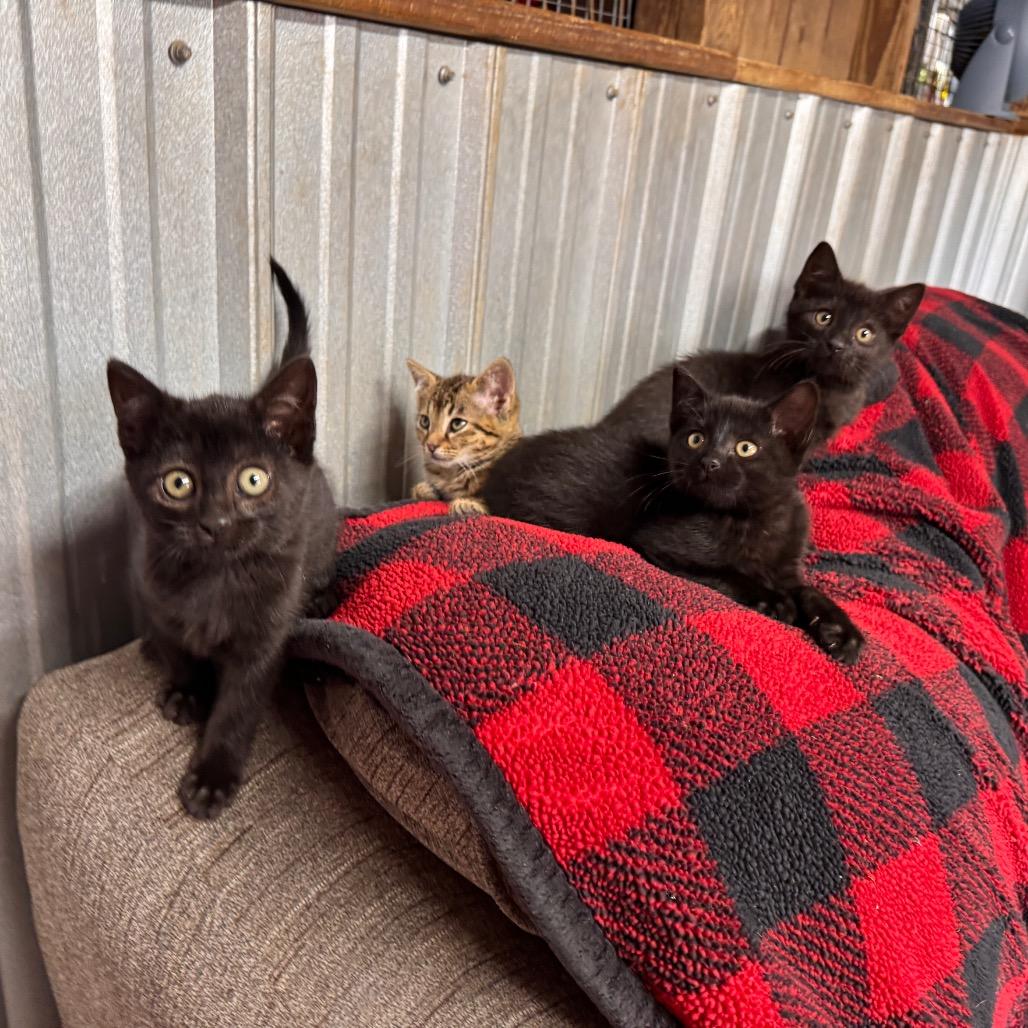 Ressler, Adoptable, Kitten Male Domestic Short Hair.