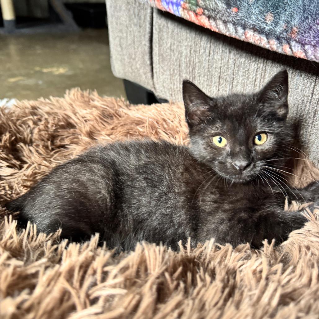 Enlarge Ressler, a Adoptable Domestic Short Hair in Pinson, TN image 2/4