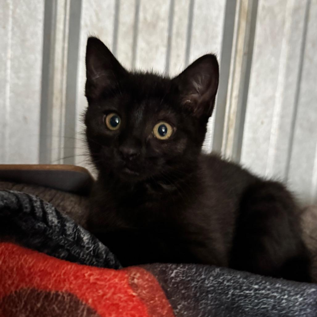 Enlarge Ressler, a Adoptable Domestic Short Hair in Pinson, TN image 3/4
