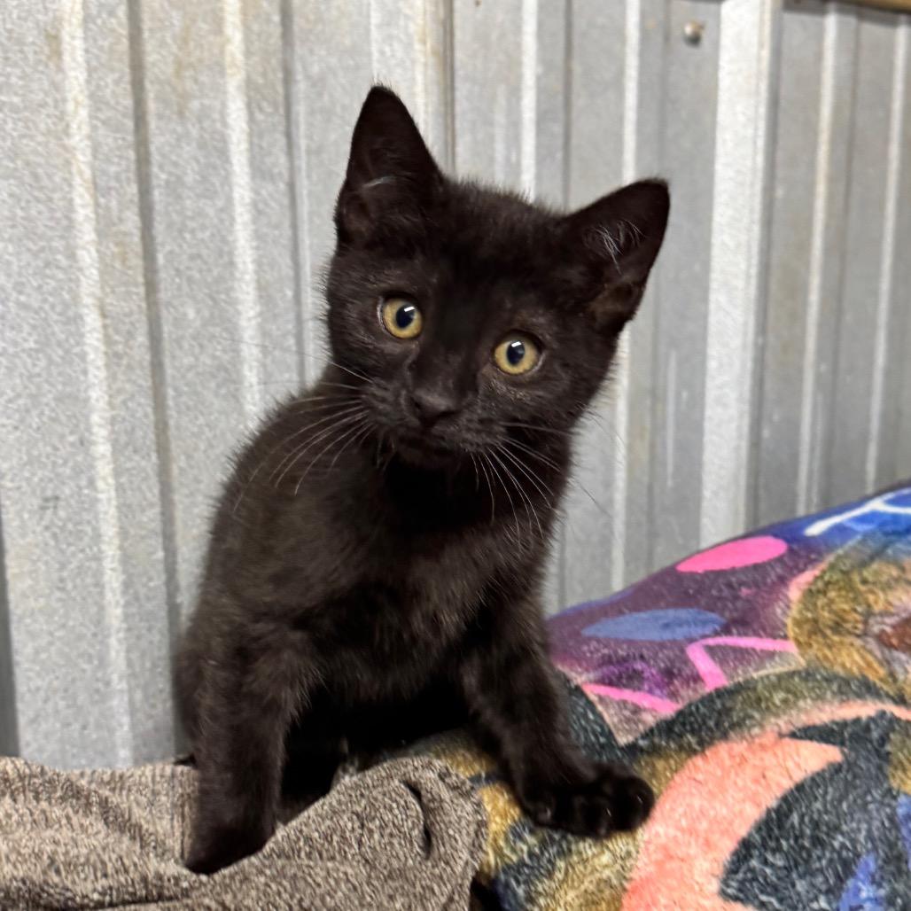 Enlarge Ressler, a Adoptable Domestic Short Hair in Pinson, TN image 4/4