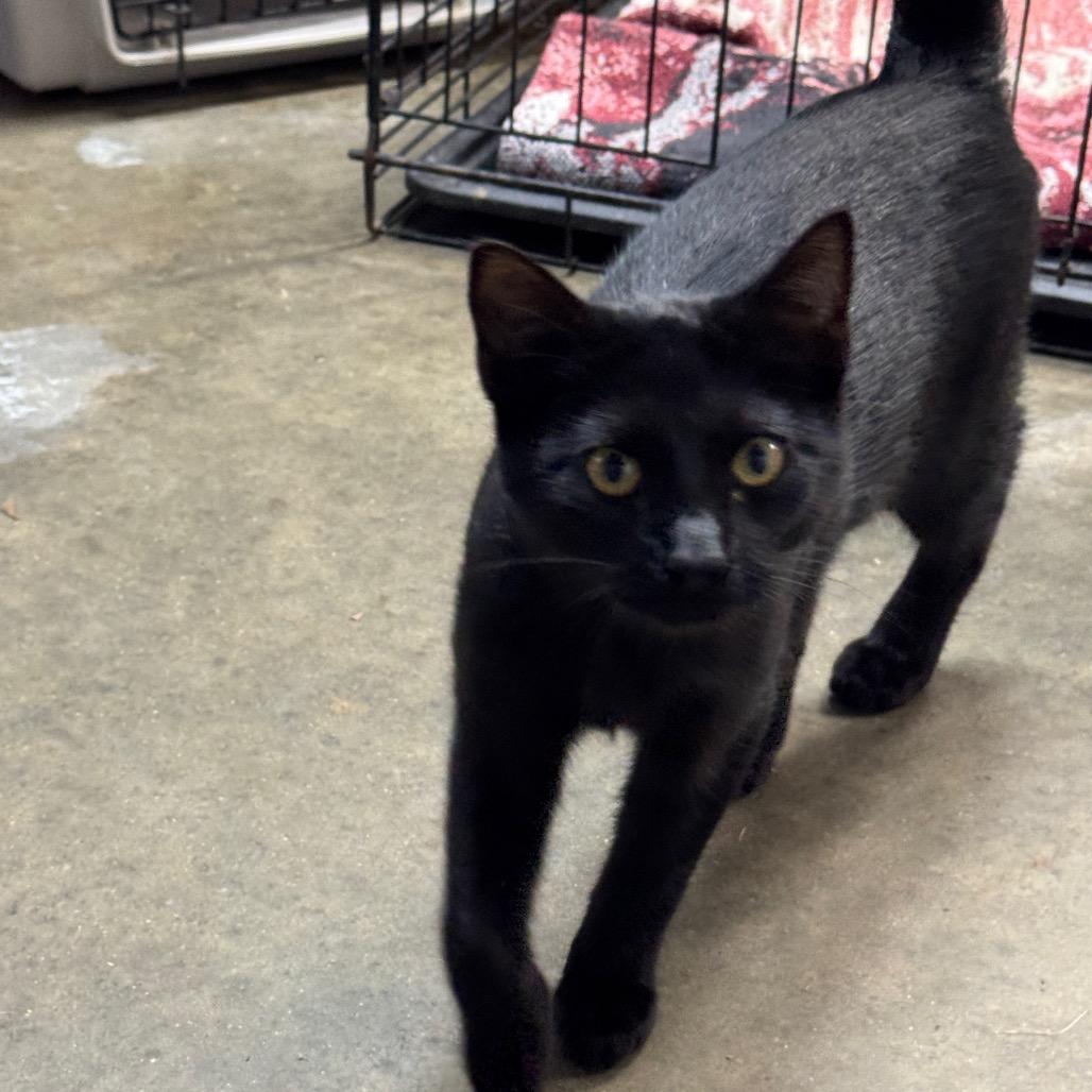 Enlarge Ressler, a Adoptable Domestic Short Hair in Pinson, TN image 3/5
