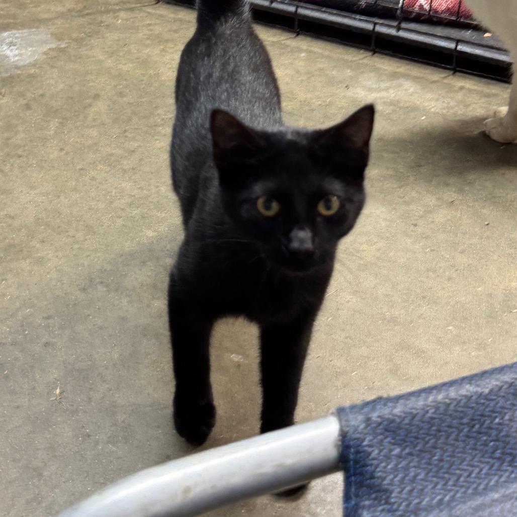 Enlarge Ressler, a Adoptable Domestic Short Hair in Pinson, TN image 4/5