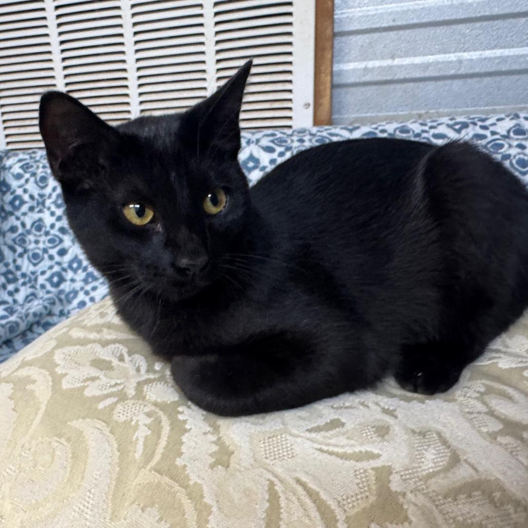 Enlarge Ressler, a Adoptable Domestic Short Hair in Pinson, TN image 5/5