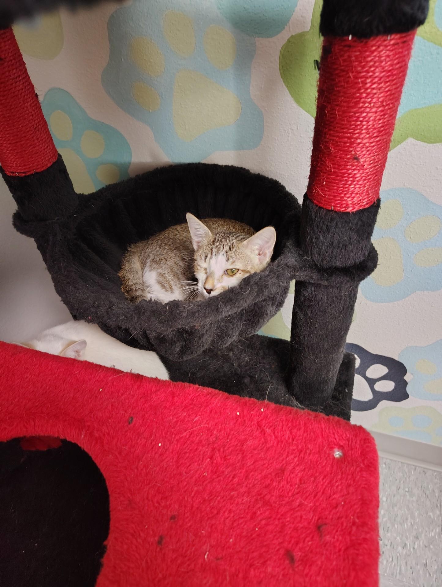 Berlioz, Adoptable, Young Male Domestic Short Hair.