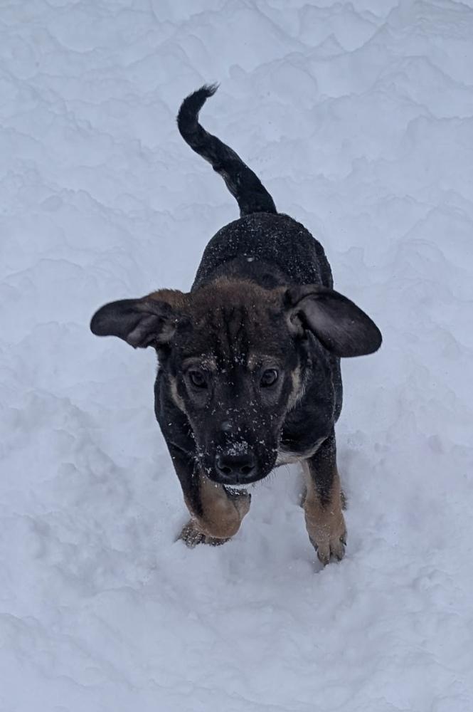 Enlarge Scabbers, a Adoptable mixed breed in Cheektowaga, NY image 2/2