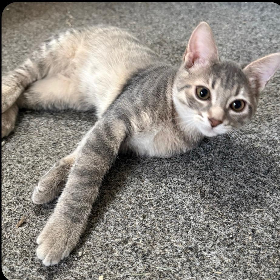 Enlarge Liza, a Adoptable Domestic Short Hair in Mondovi, WI image 1/4