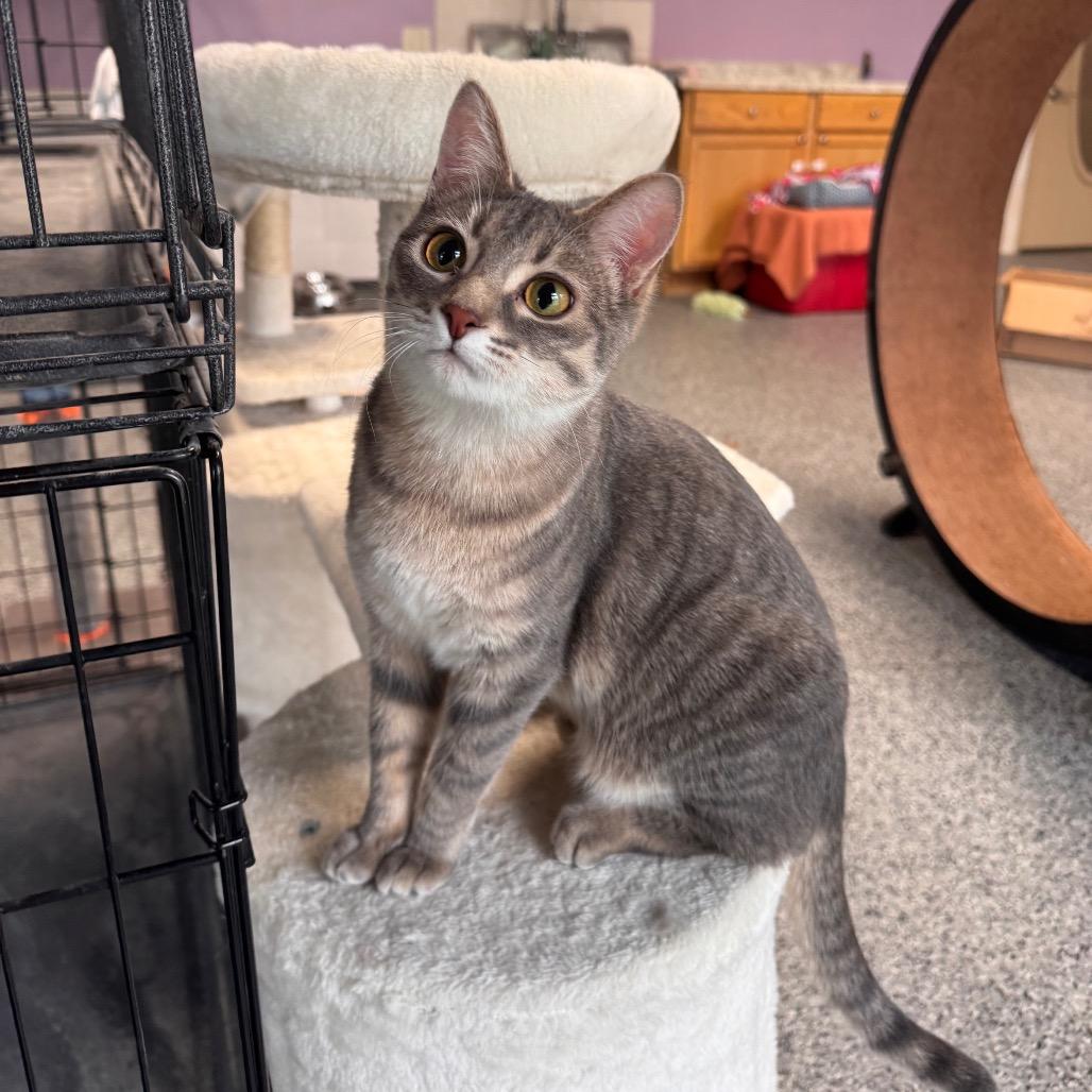 Liza, Adoptable, Young Female Domestic Short Hair.