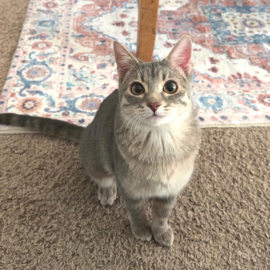 Enlarge Liza, a Adoptable Domestic Short Hair in Mondovi, WI image 2/4