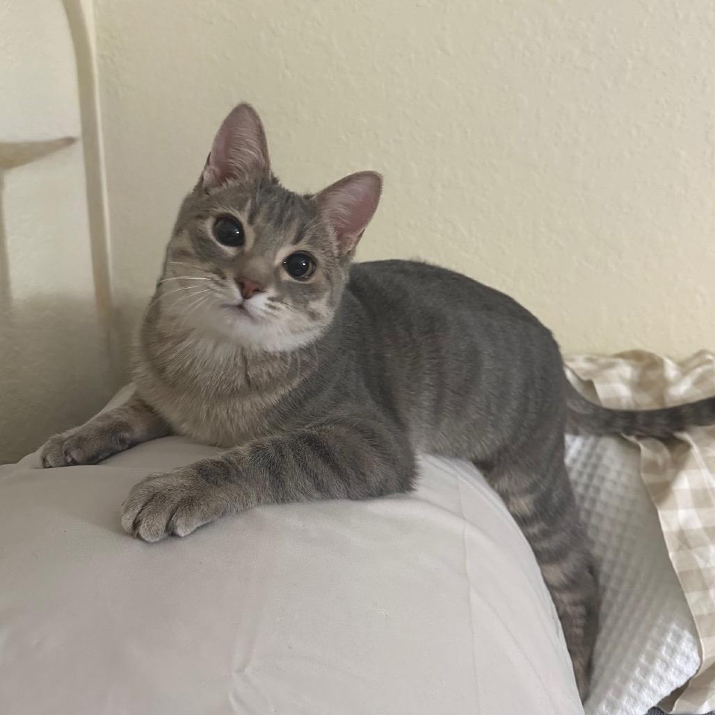 Enlarge Liza, a Adoptable Domestic Short Hair in Mondovi, WI image 3/4