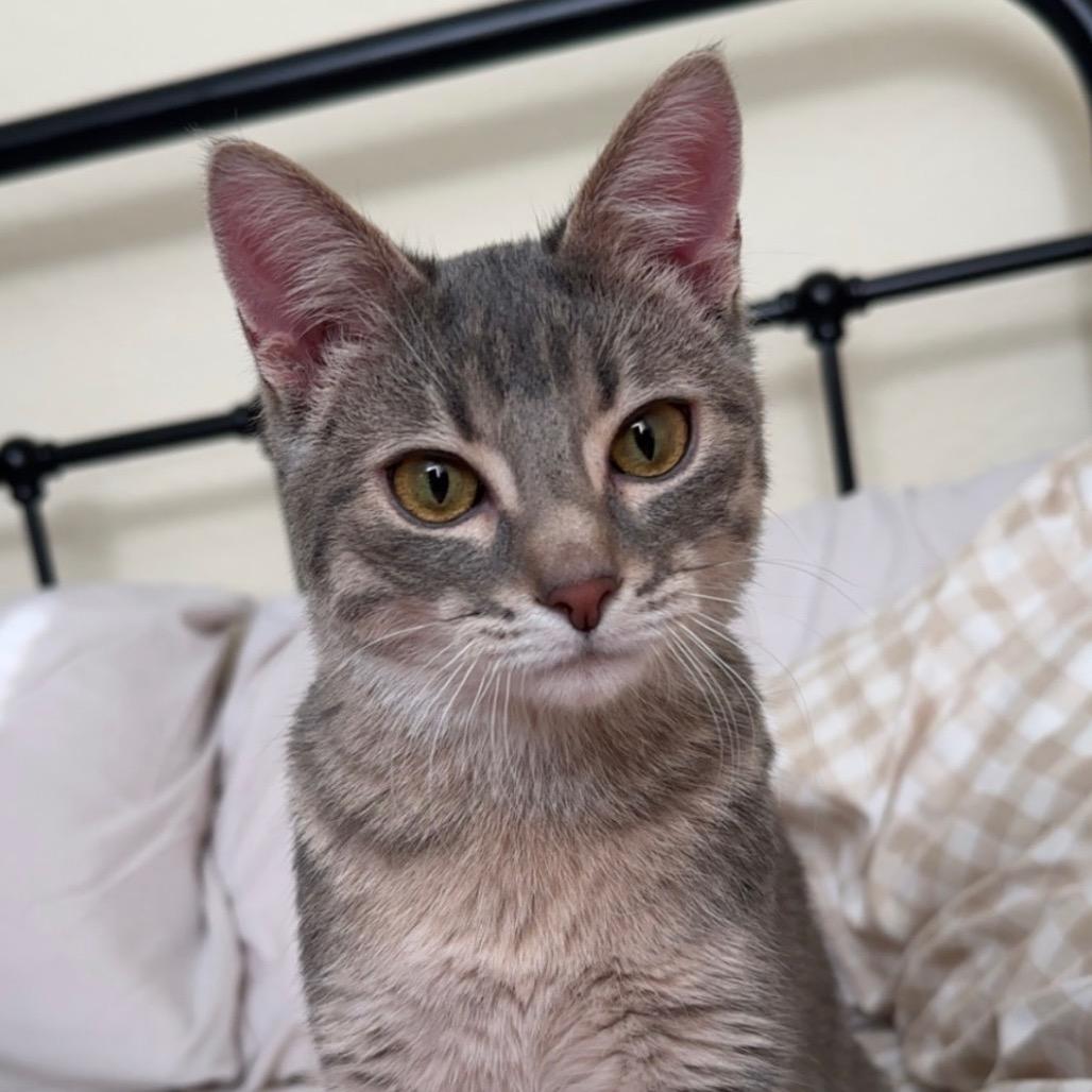 Enlarge Liza, a Adoptable Domestic Short Hair in Mondovi, WI image 4/4