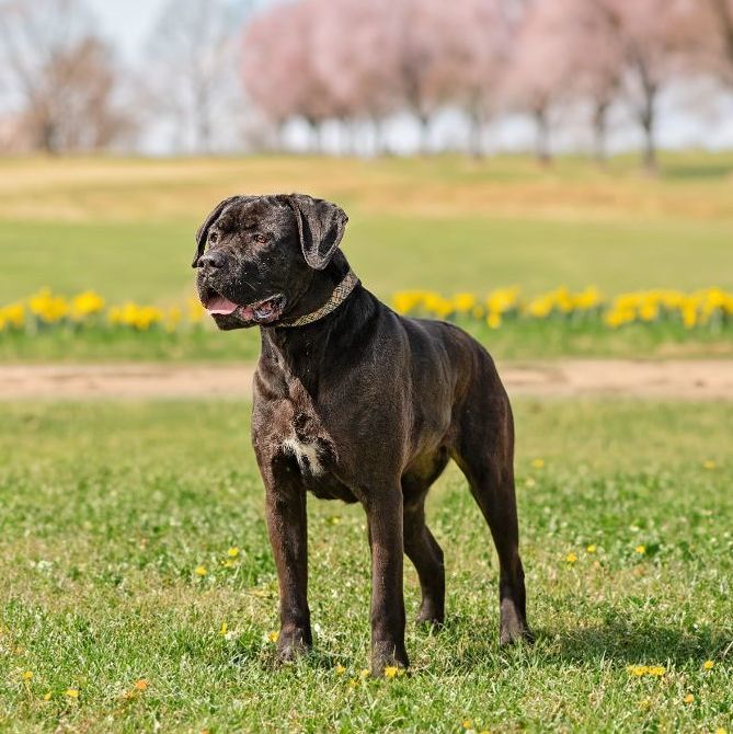 Marvel, a Adoptable Cane Corso in Landenberg, PA image 1/6